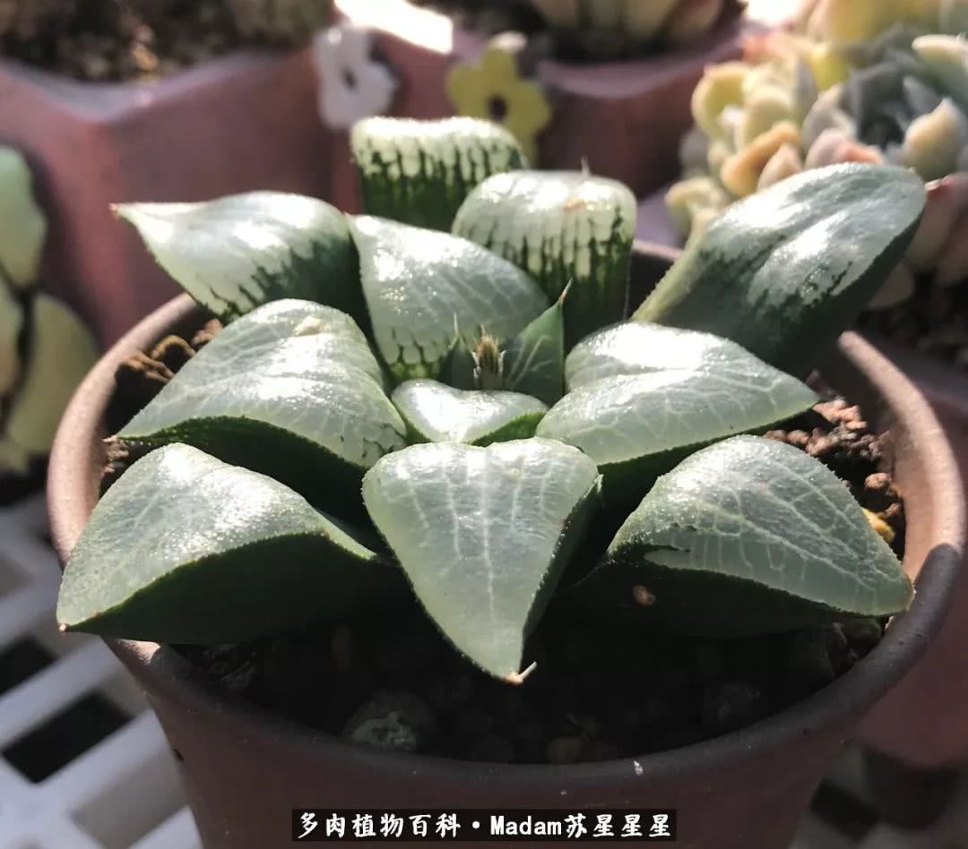 养多肉就是在不断折腾中寻找快乐,养多肉是我坚持做的最久的一件事