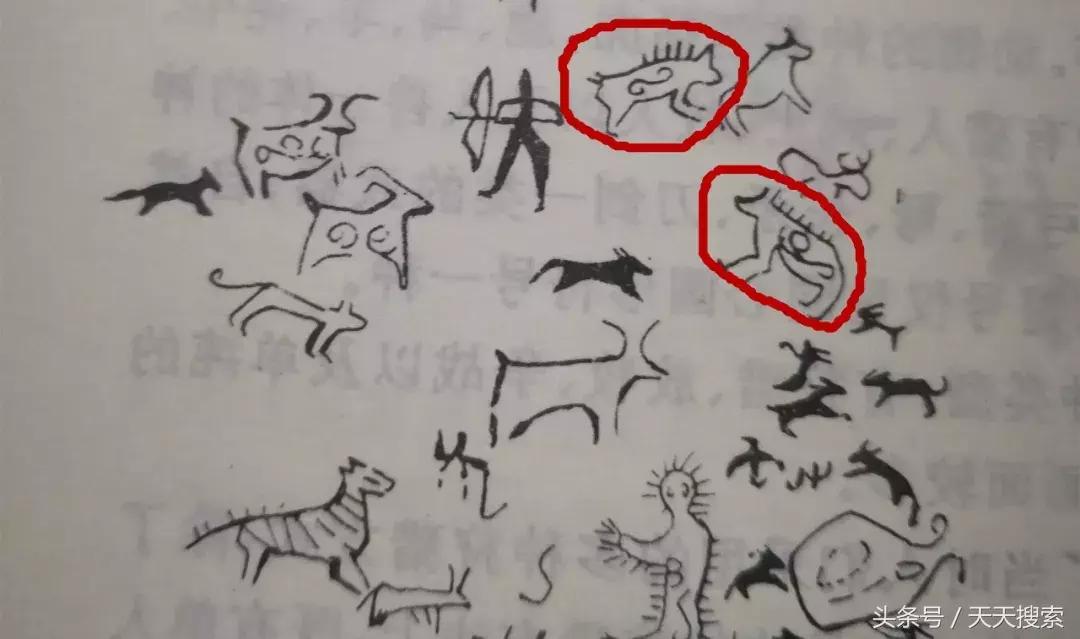 藏香猪卡C位的另类奋斗史