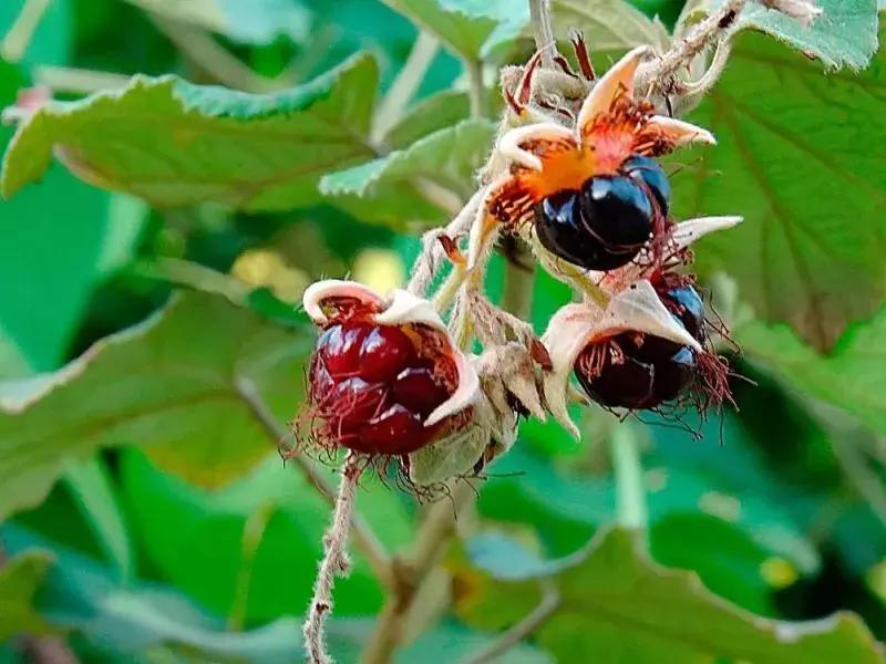 野菜功效,野菜功效介绍