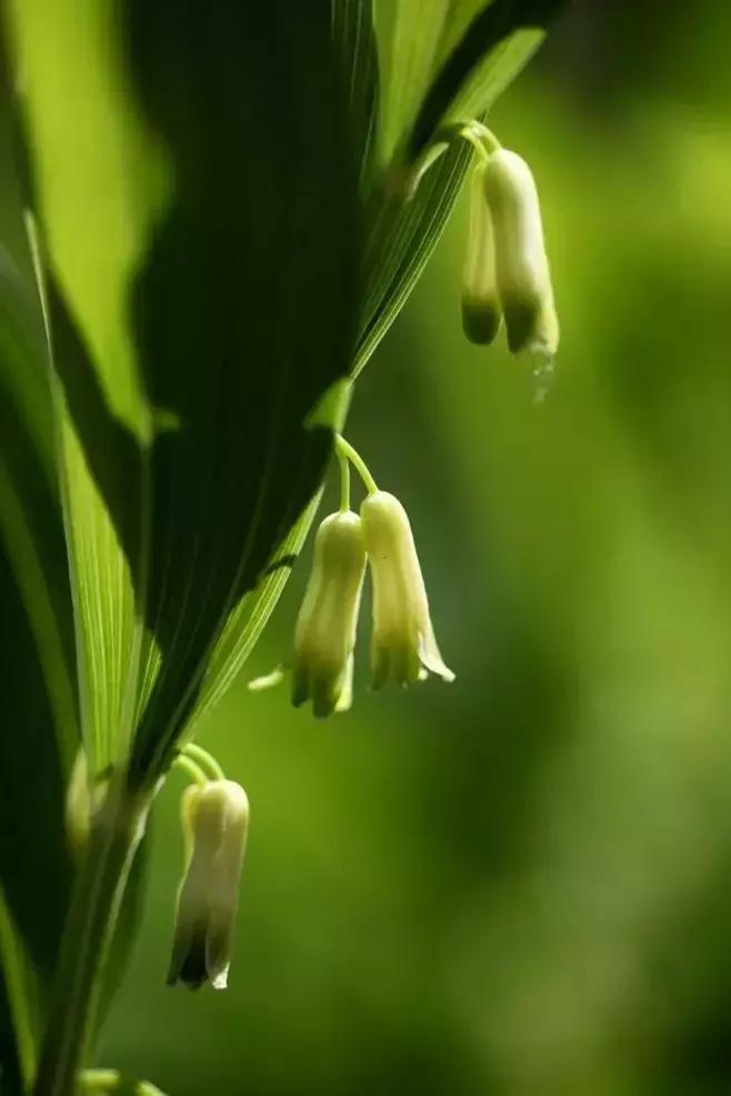 野菜功效,野菜功效介绍