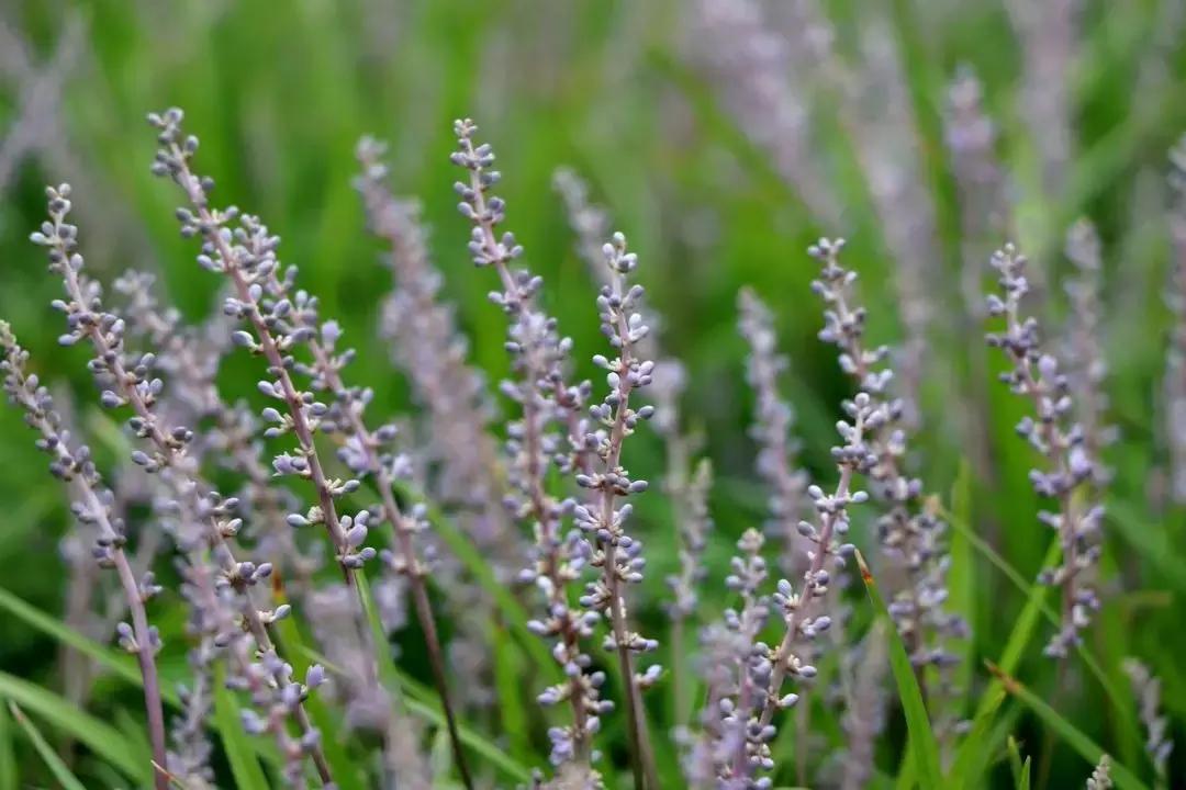 野菜功效,野菜功效介绍
