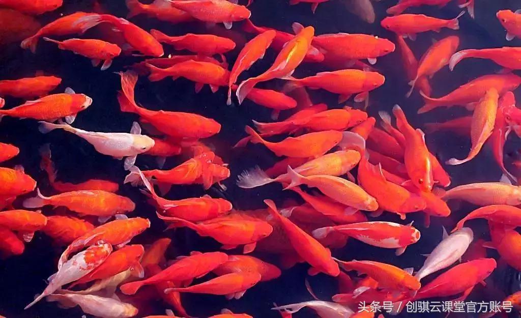 支付宝锦鲤微博营销模式,支付宝锦鲤可以怎么消费