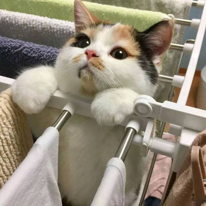 “如果被萌坏了,我帮你叫110救护车!”