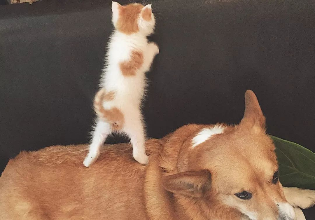 “如果被萌坏了,我帮你叫110救护车!”