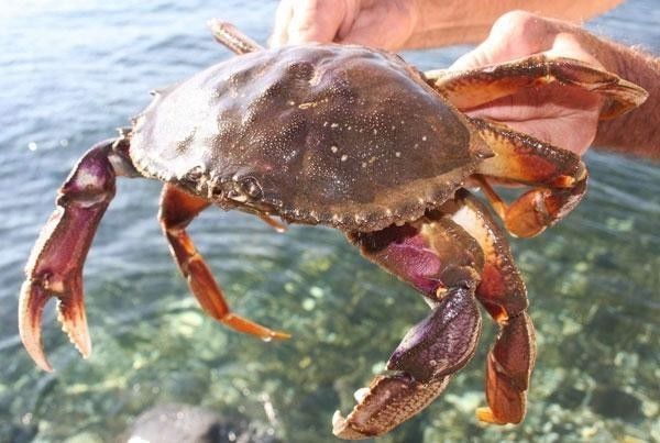 有公蟹更好吃的螃蟹吗,比帝王蟹还要好吃的十种螃蟹