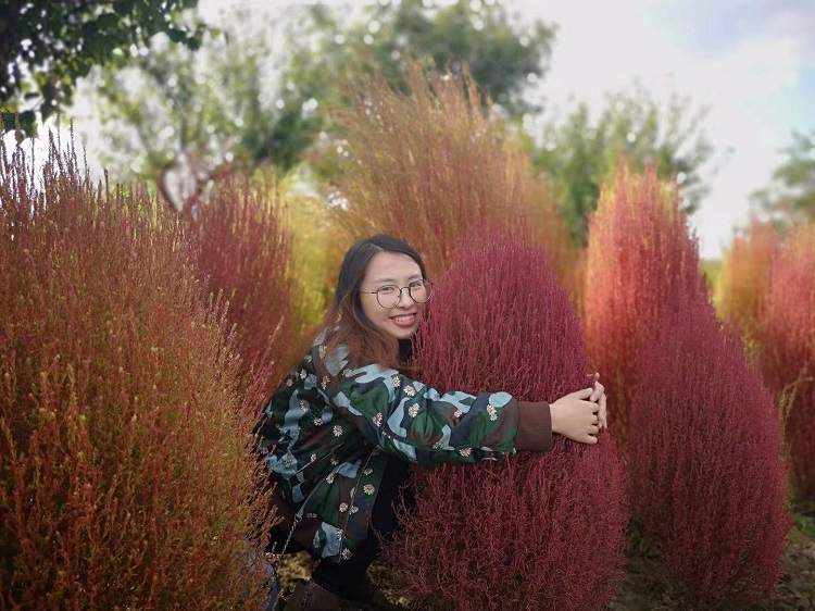 看看粉黛乱子草有多惊艳,粉黛乱子草被踩秃