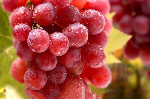 红提与葡萄的功效与作用,红提葡萄吃多了会怎么样