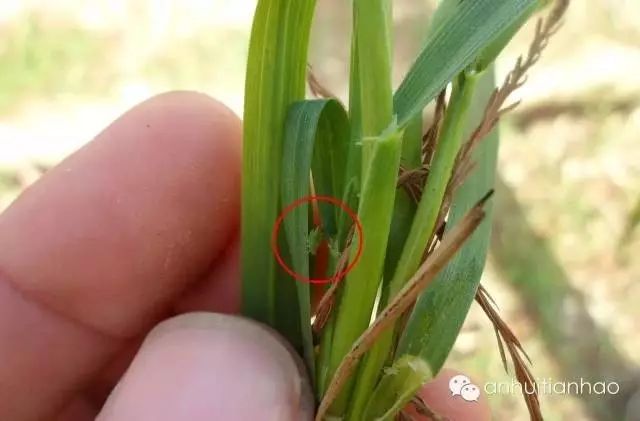 小麦一喷三防使用技巧,今年小麦一喷三防什么时间打最佳