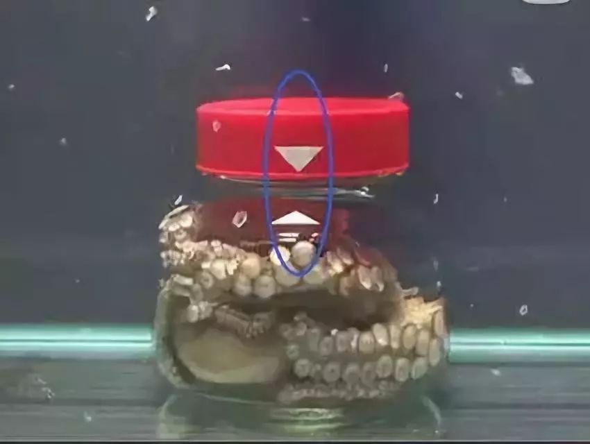 臻迪百科（014）｜章鱼这家伙没准比你还聪明