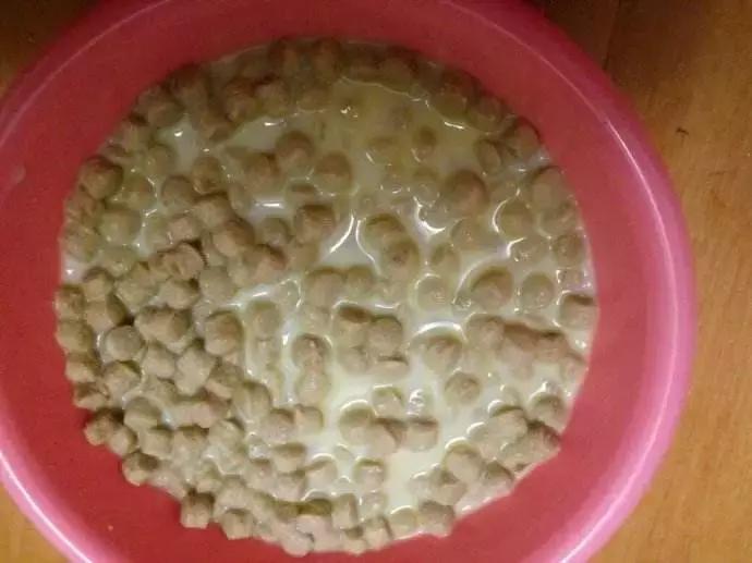 泰迪挑食不吃狗粮怎么纠正,如何改正泰迪只吃肉不吃狗粮