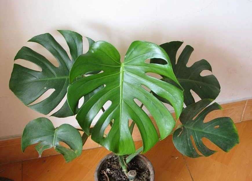 鸭掌木发财树怎么养才能更旺盛,鸭脚木发财树叶子发黄怎么办