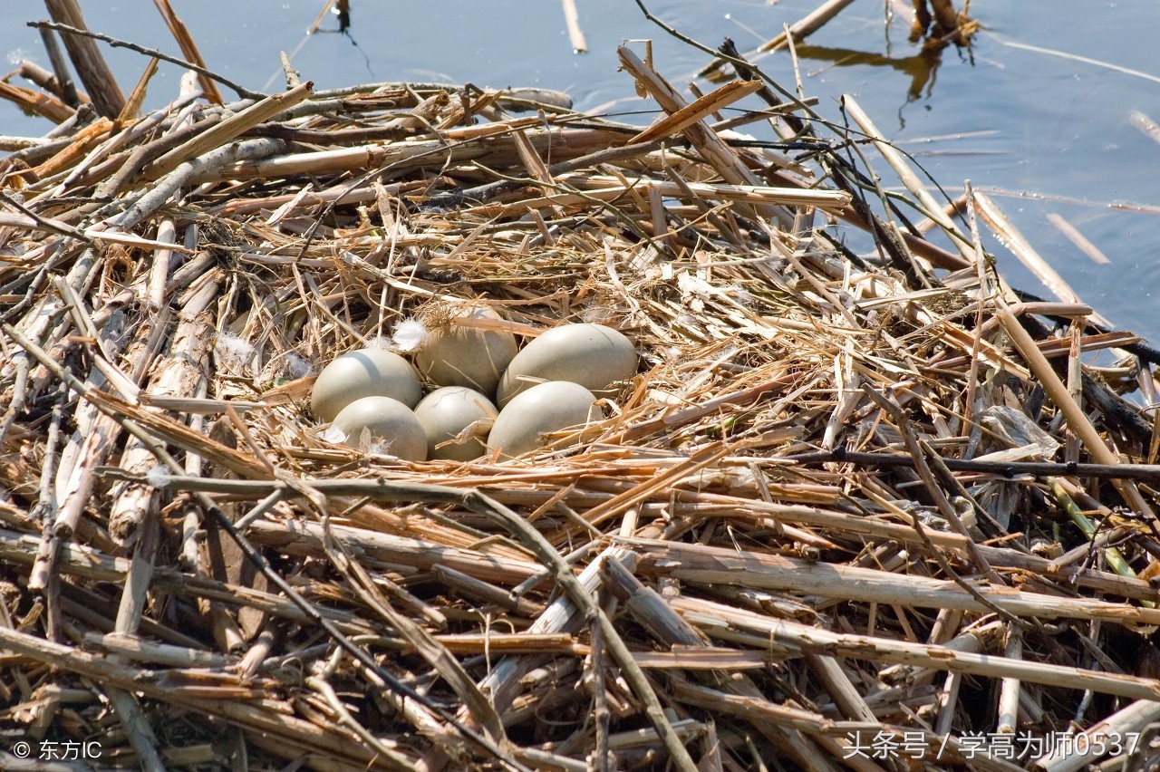 2019五年级上册北师版期中考试,北师大版五年级上册期中考试卷