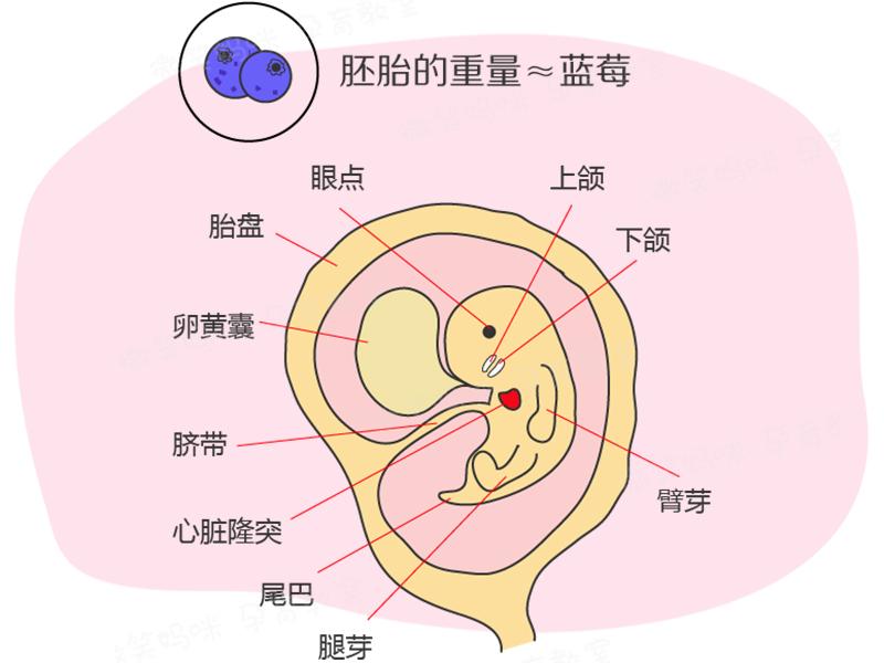 怀孕1周到40周胚胎变化图,40周怀孕全程指导书全6册