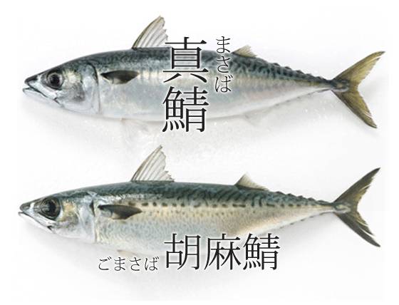 鲭鱼的最佳烹饪方法,鲭鱼怎样吃最好