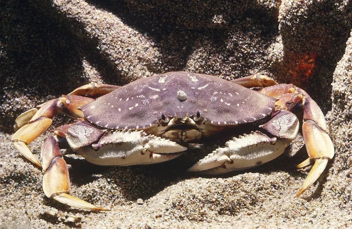 南宁海鲜批发市场一手货源在哪里,南宁海鲜市场性价比高的海鲜