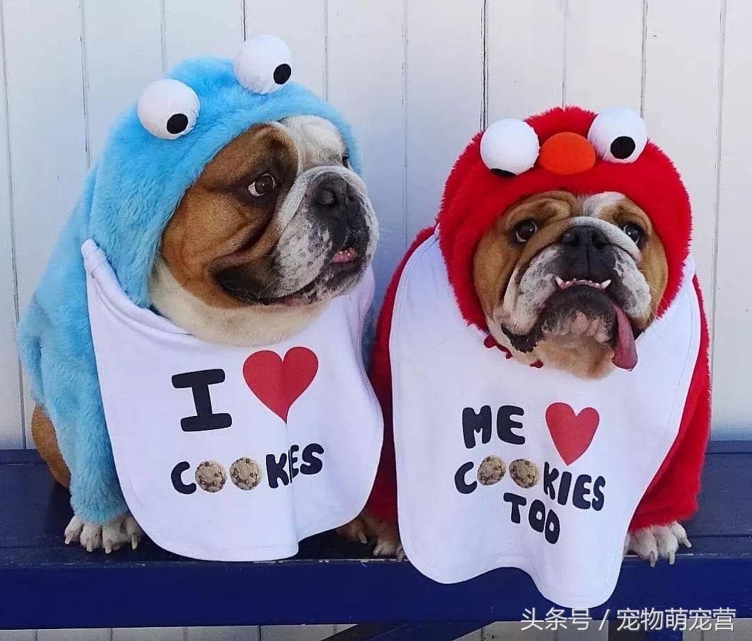 斗牛犬挑食怎么办,斗牛犬不胖怎么回事