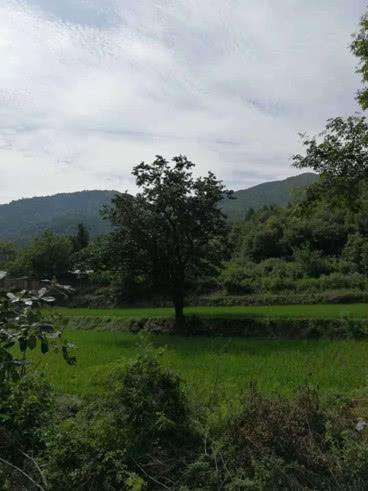 清泉石上流水,清泉石上流生生不息