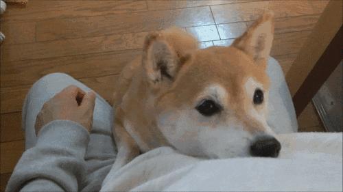 常被误解的4个狗狗肢体语言,狗狗的肢体语言你了解吗