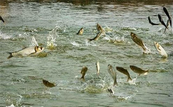 怎么解决手竿浮钓鲢鳙走水的问题,手竿钓鲢鳙技巧也就一招