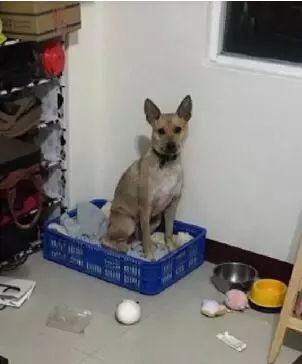 三招训狗,如何训3岁狗的教程