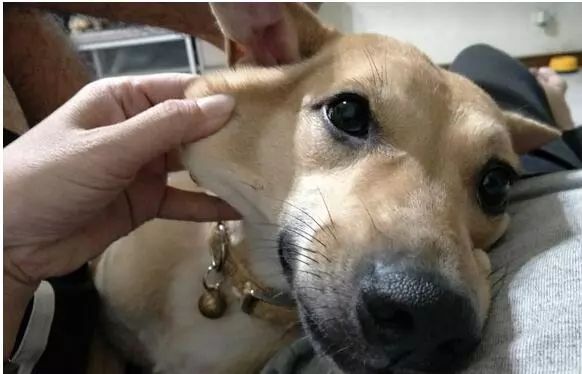 三招训狗,如何训3岁狗的教程