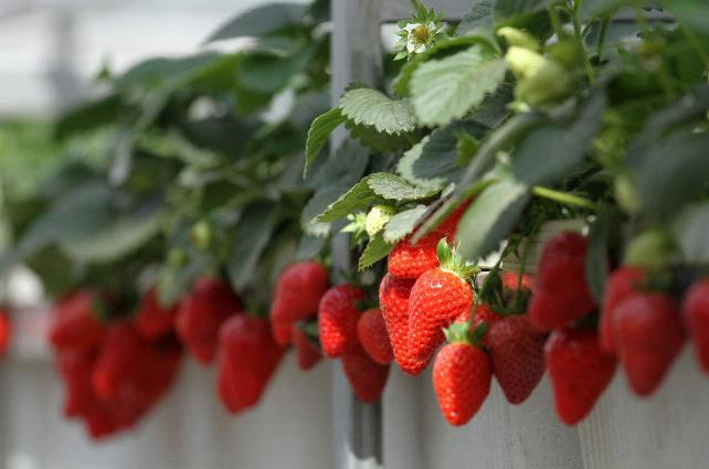 草莓刚开花要怎么管理,草莓开花后如何管理