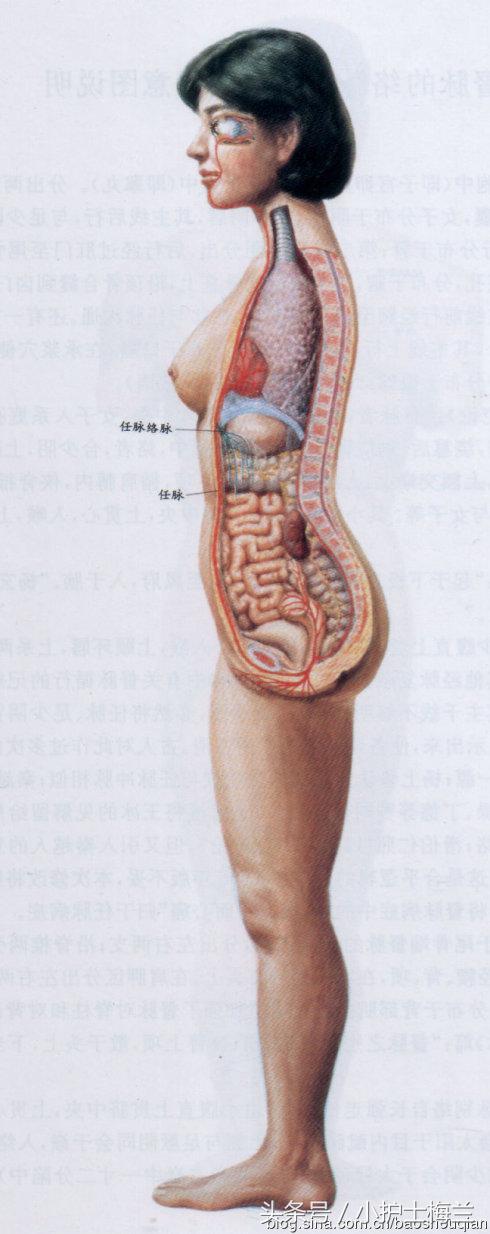 任督二脉功法图,真气打通任督二脉图解