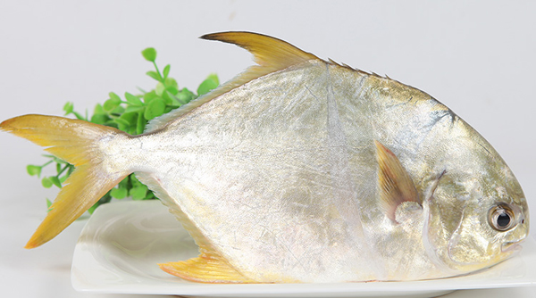 閾堕渤楸奸噾椴抽奔鍝濂藉悆,閾堕渤楸煎ソ鍚冭繕鏄噾椴抽奔濂藉悆