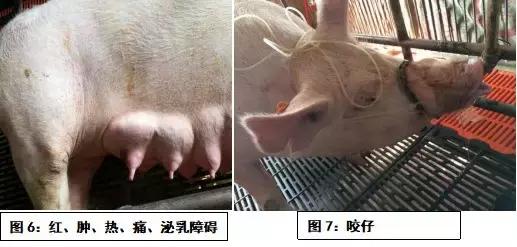 详解：母猪产后三联综合征的症状及防治措施