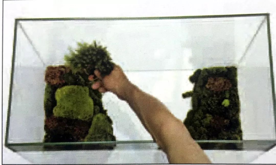 盆景十二技法图片讲解榕树,盆景十二技一法口诀