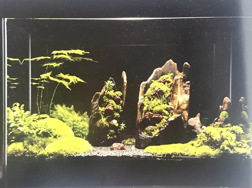 盆景十二技法图片讲解榕树,盆景十二技一法口诀