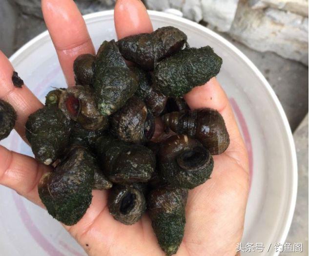 黑坑钓大青鱼巨青,30斤的青鱼算是巨青吗