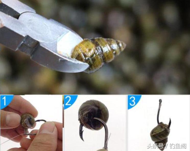 黑坑钓大青鱼巨青,30斤的青鱼算是巨青吗