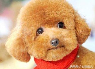 常见的几种家养狗狗,亳州正宗泰迪犬种有哪些