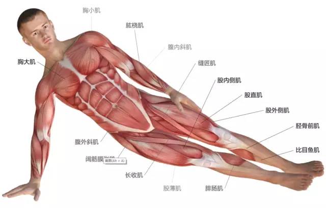 平板支撑怎么做才能练出腹肌,练腹肌最好的8个动作练平板支撑