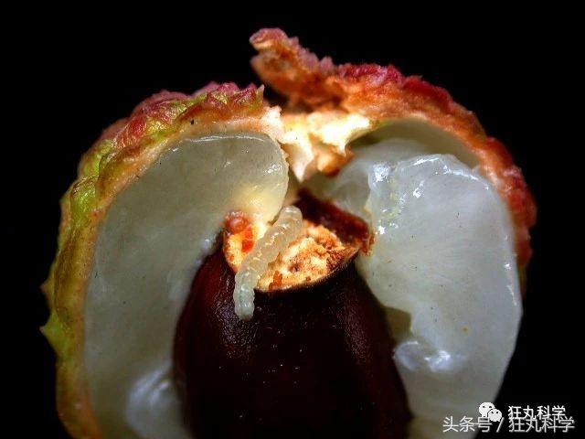 西兰花里好多小虫子,西兰花里有虫子视频