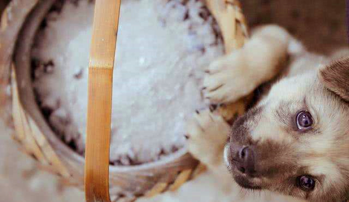 阿拉斯加肥胖的影响,阿拉斯加过于肥胖