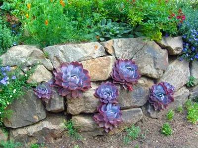 庭院风水知识简单通俗解释,农村庭院风水知识大全