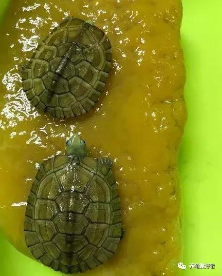 怎样解决龟苗生病的问题,怎么提高龟苗的存活率