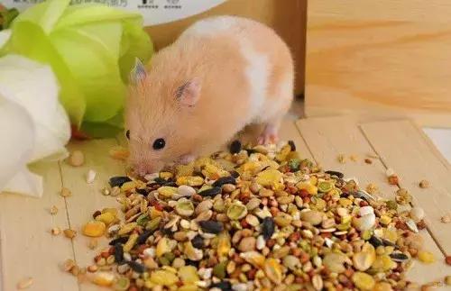 养仓鼠要陪仓鼠做什么准备,新手养仓鼠怎么让仓鼠上手不咬人