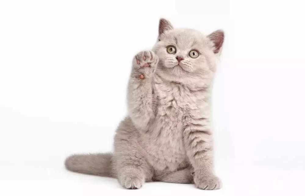 为什么只有招财猫没有狗,为什么招财猫有日文