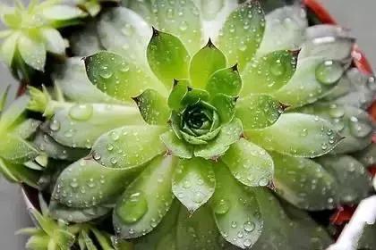 什么花朵的花语是救赎的花语,花语大全花的数量