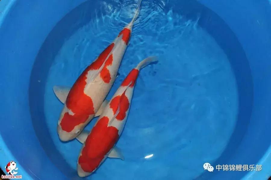 买锦鲤是集中买还是一条条买,买锦鲤买多大的合适