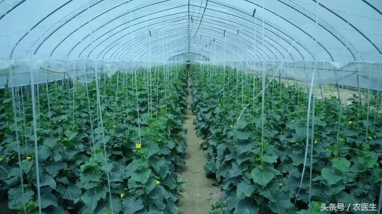 大棚蔬菜低温危害大，不用怕！有了它地温提升品质高！