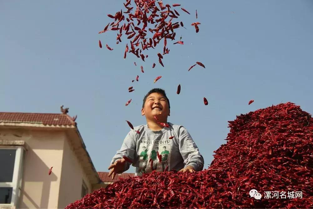 全国最顶级的辣椒老干妈,河南临颍干辣椒