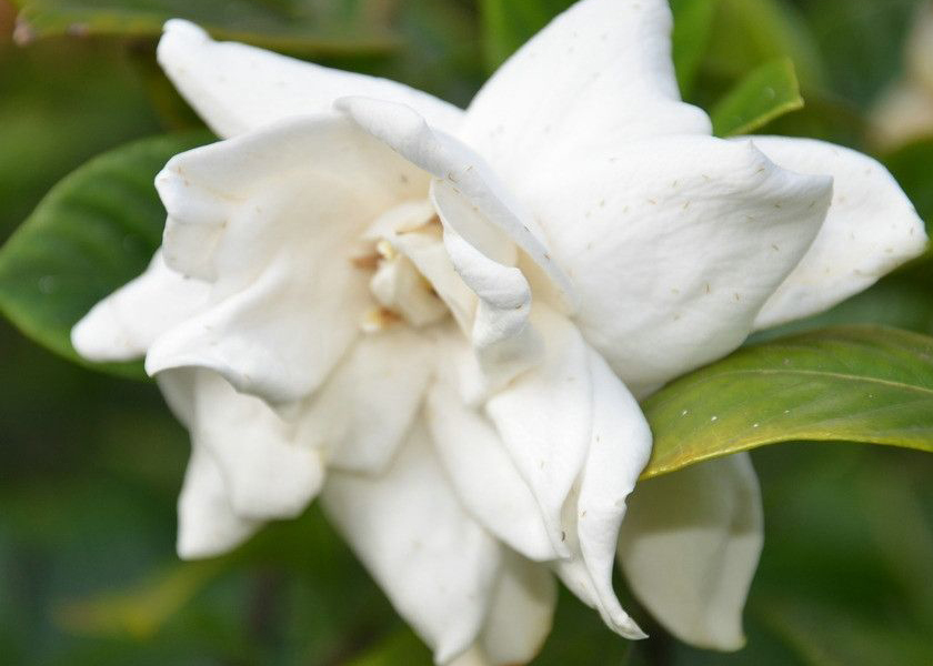 笠翁对韵中的精美词句,笠翁对韵的国学心得