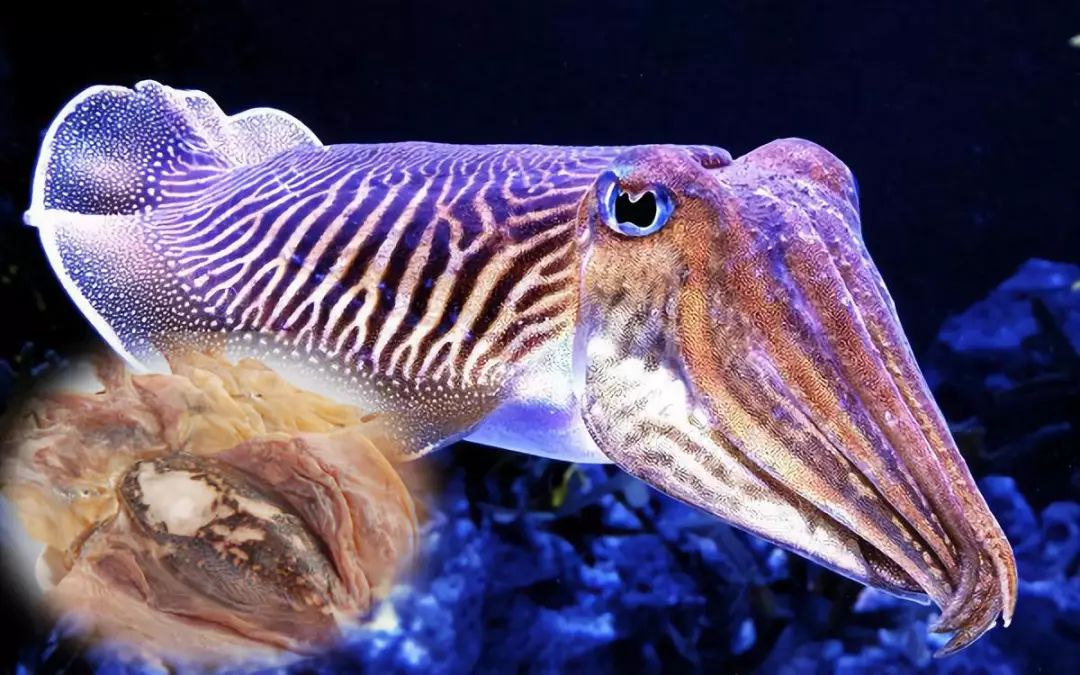 乌贼鱿鱼八爪鱼章鱼有什么区别,章鱼乌贼鱿鱼傻傻分不清怎么办