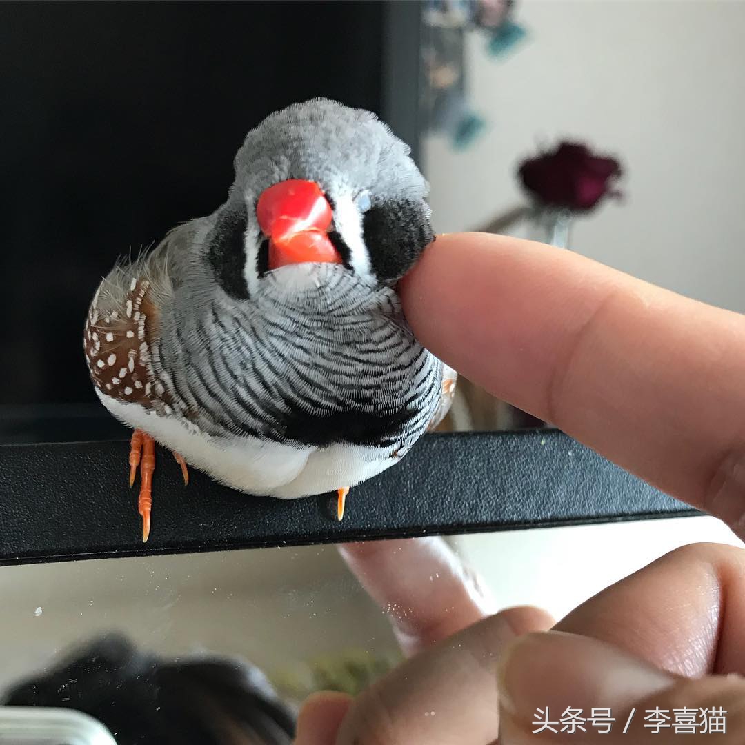 新手主人只要注意这些，就能跟天生胆小谨慎的珍珠鸟搞好关系啦！