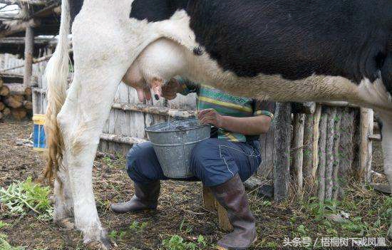 野生鹿的血有什么功效,中国人为什么会迷信食物功效