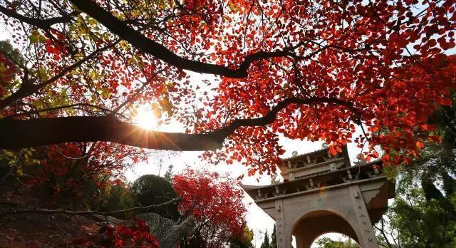 济南红叶谷在济南什么位置,山东济南红叶谷秋色